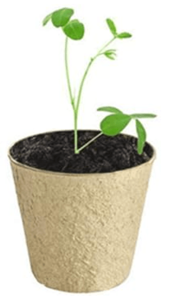 Seed Pops Party Favour Gift - Little Whispers