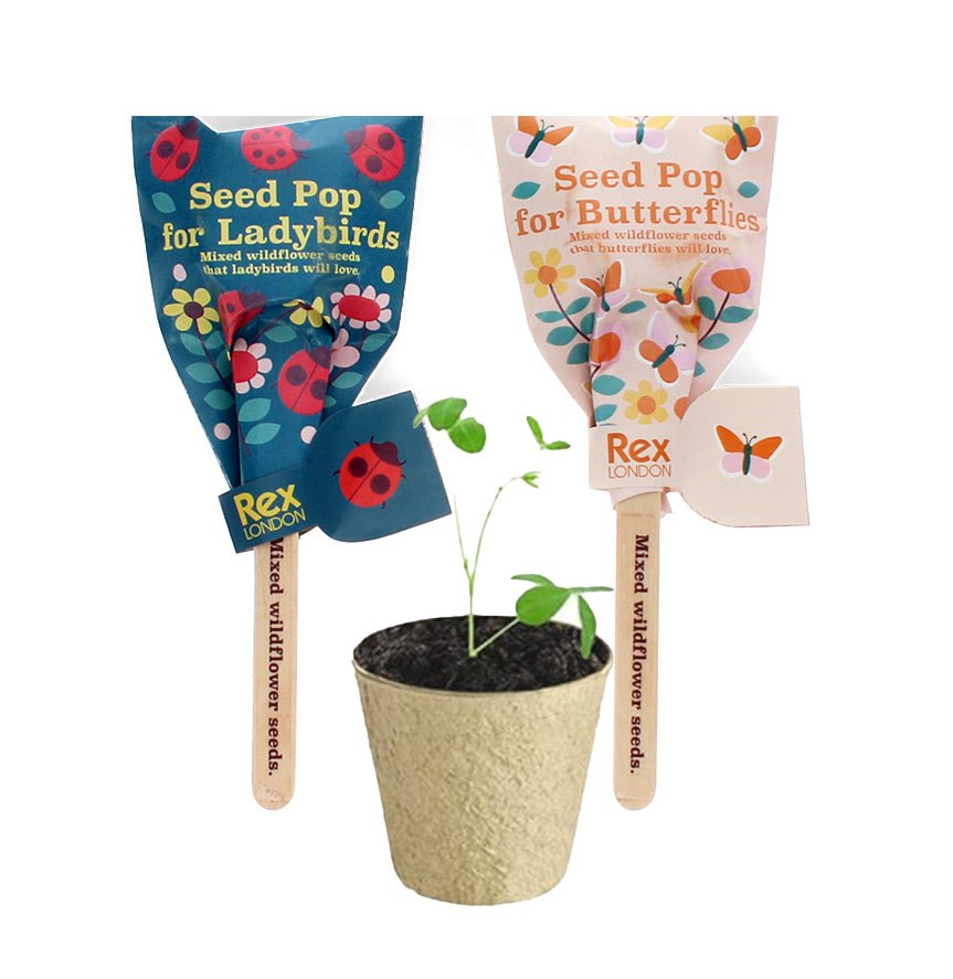 Seed Pops Party Favour Gift - Little Whispers