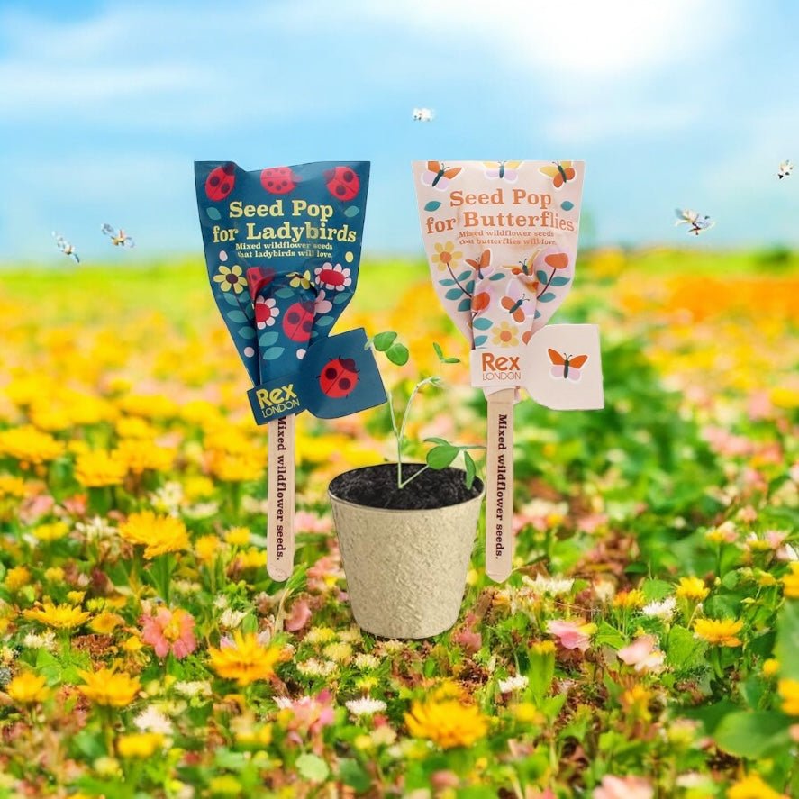 Seed Pops Party Favour Gift - Little Whispers