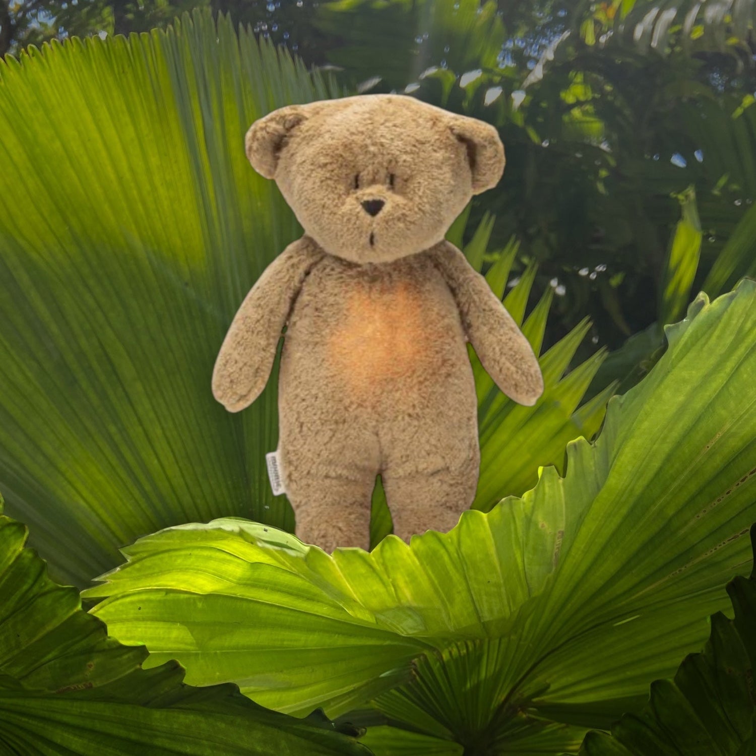 Moonie 2.0 Cappuccino Nature Bear - The Organic Hummy Bear with Lamp - Little Whispers
