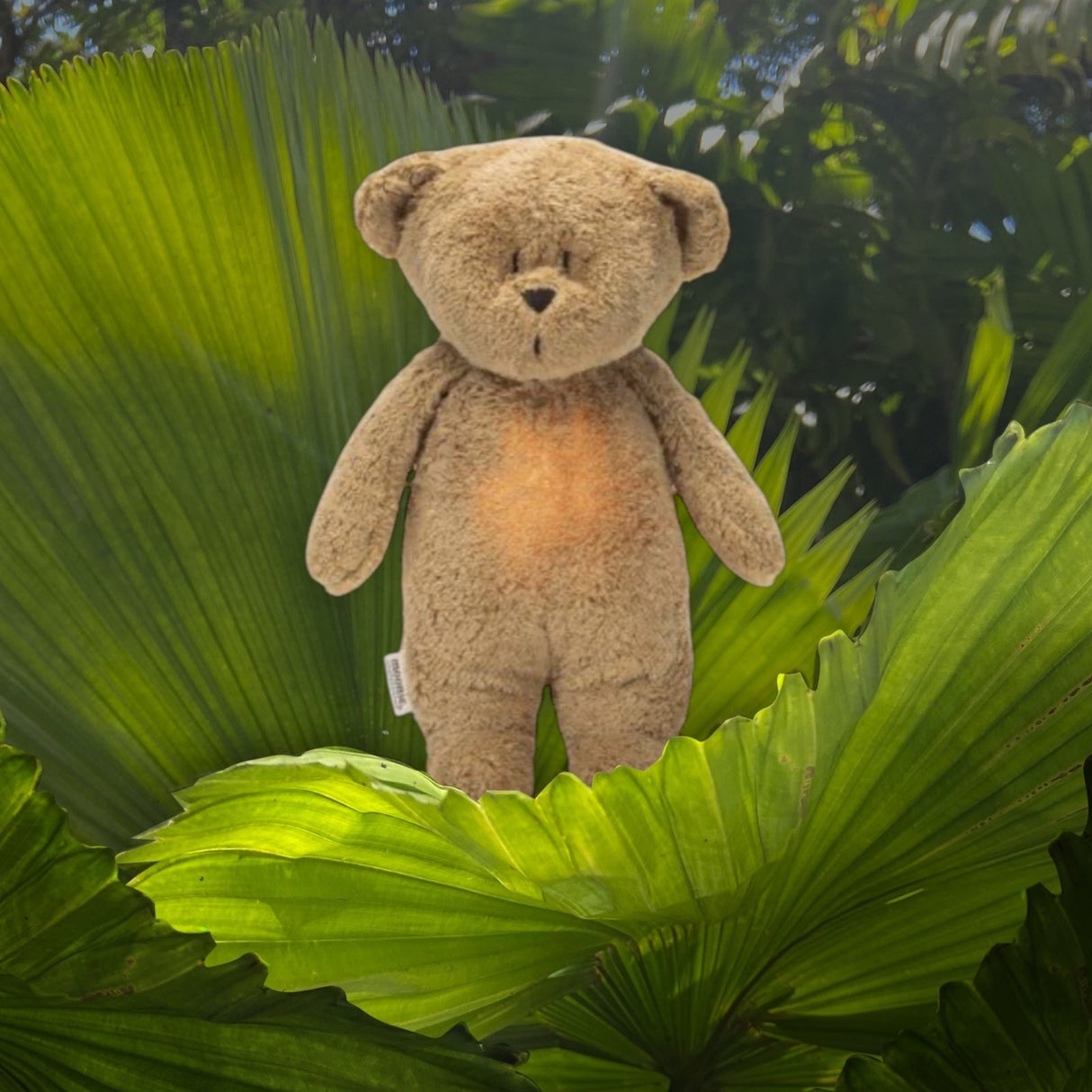 Moonie 2.0 Cappuccino Nature Bear - The Organic Hummy Bear with Lamp - Little Whispers