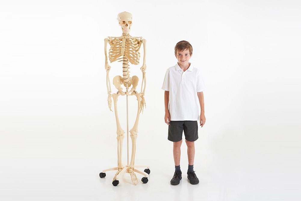 Life Size Skeleton 160cm 03067 - Little Whispers