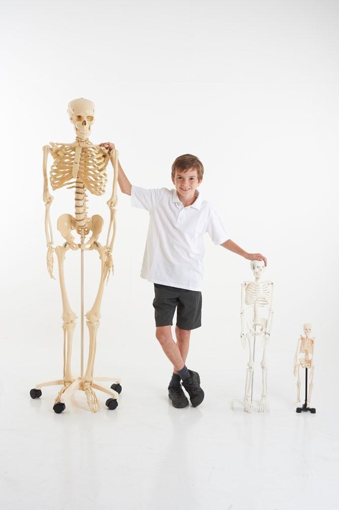 Life Size Skeleton 160cm 03067 - Little Whispers