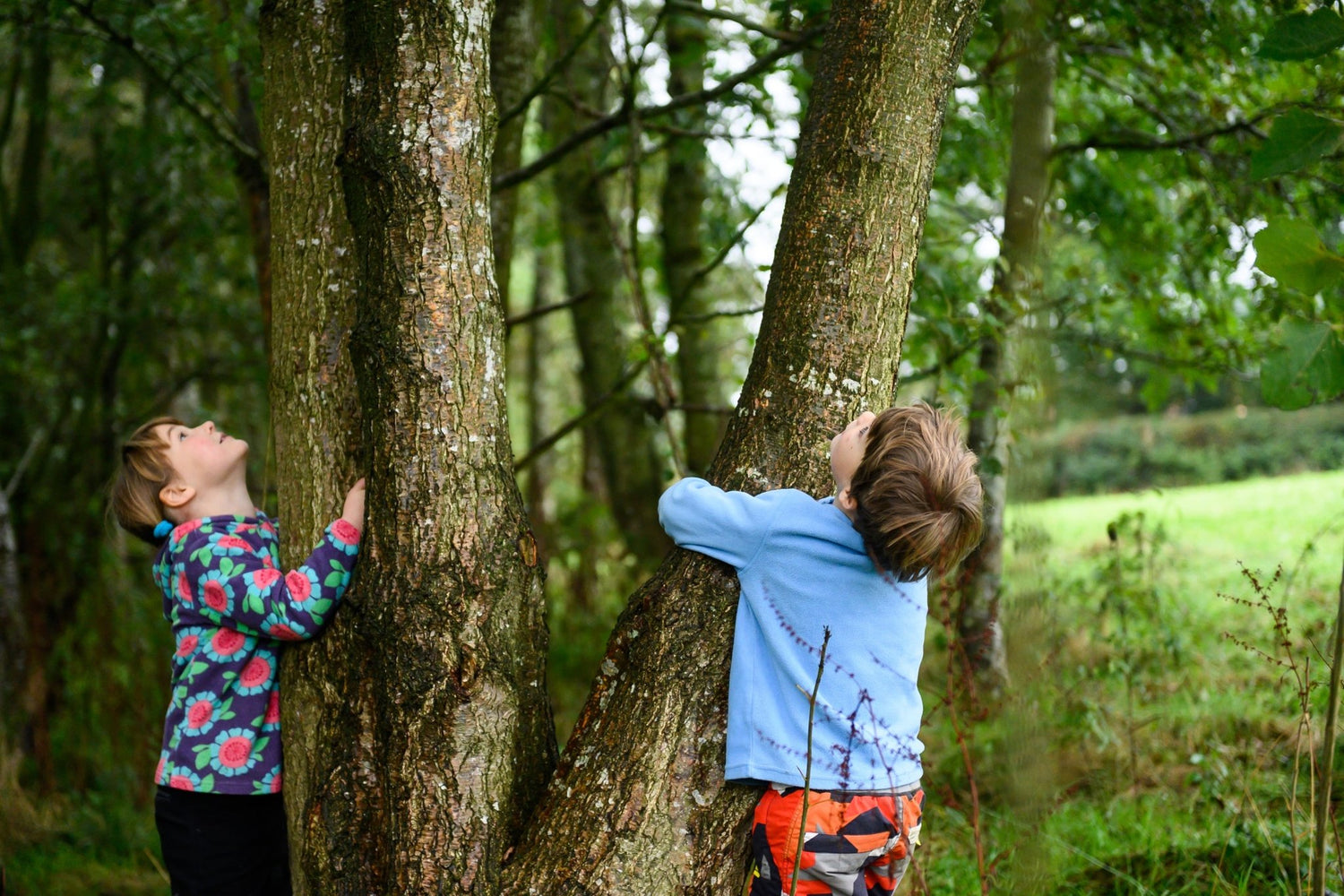 Den Kit Plant A Tree Kit - Little Whispers