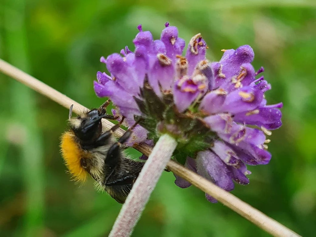 Nature Nurture Bee Gift Set - Little Whispers