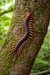 Realistic Centipede Toy