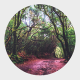 Discovery Glow Low Table + Forest Discovery Play Mat (Direct Shipping)