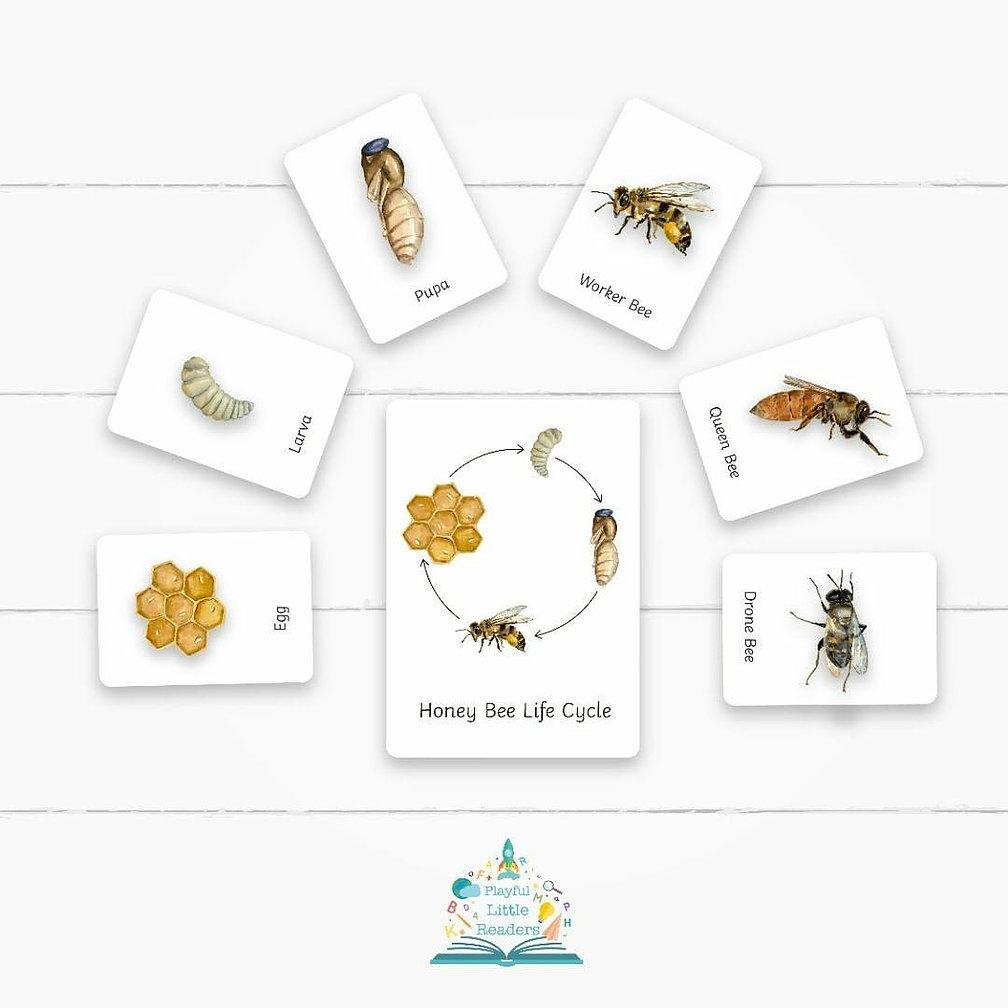 Honey Bee Life Cycle Flashcards - Little Whispers
