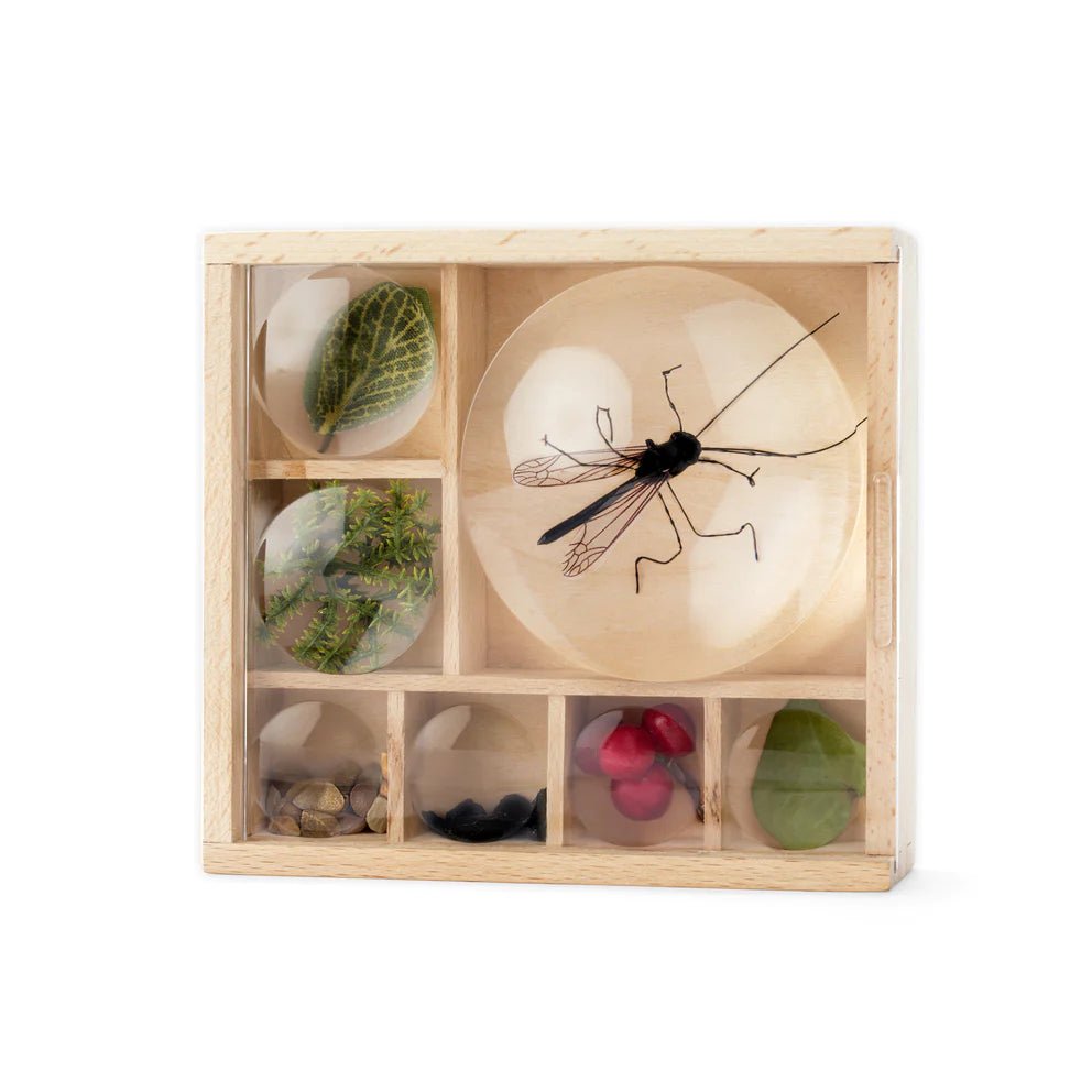 Huckleberry My Little Museum Bug Observation (Coming Soon) - Little Whispers