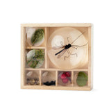 Huckleberry My Little Museum Bug Observation (Coming Soon) - Little Whispers