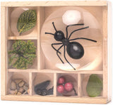 Huckleberry My Little Museum Bug Observation (Coming Soon) - Little Whispers