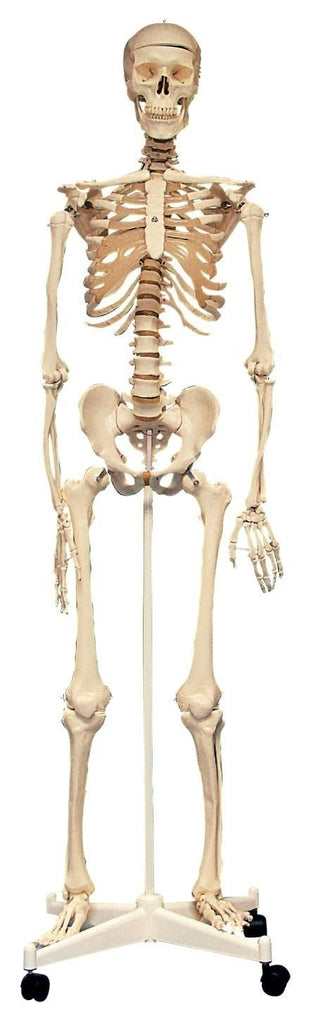 Life Size Skeleton 160cm 03067 - Little Whispers