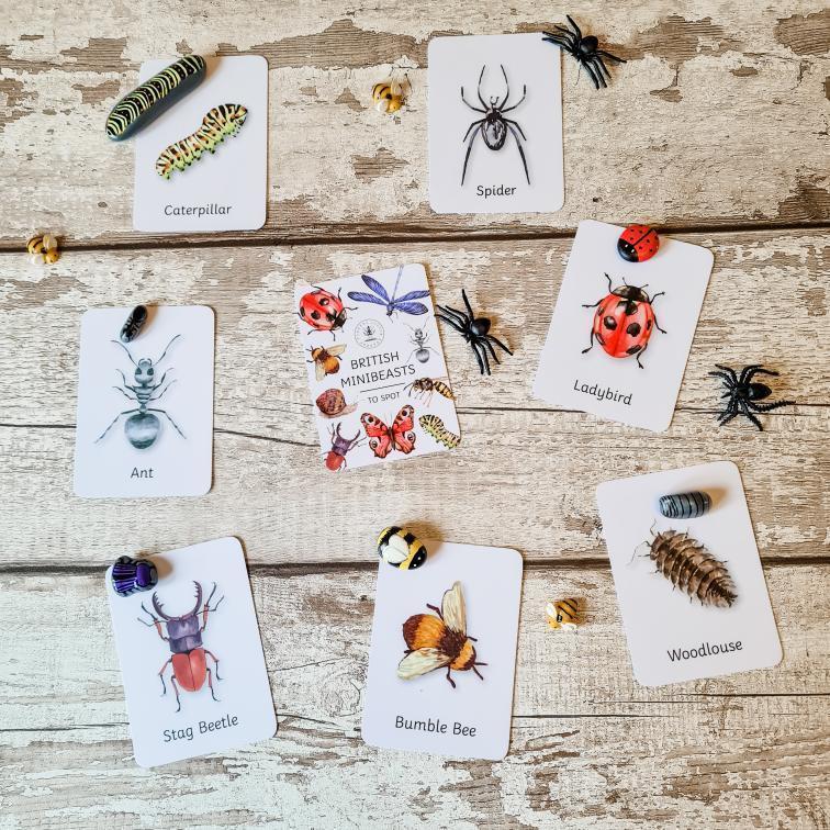 Minibeasts flash cards - Little Whispers