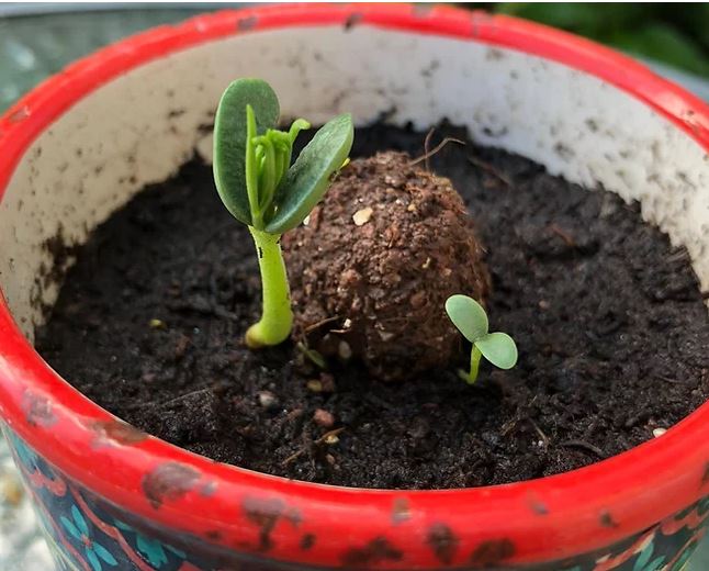 Nature Nurture Seed Bomb Kit - Little Whispers