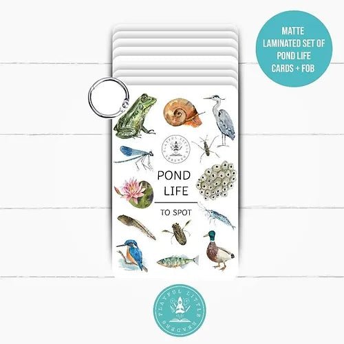 PLR Flash Cards, Pond Life - Explorer - Little Whispers