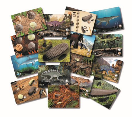 Yellow Door Prehistoric Teeth Explore and Discover Activity Cards (16) - Little Whispers